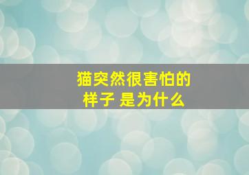 猫突然很害怕的样子 是为什么